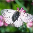 나비사랑 이미지