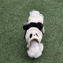 퍼피퍼피 | 김포 대형 애견카페 레드퍼피 후기 | 250평 규모와 넓은 인조잔디 운동장