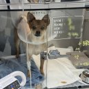 늘곁에동물병원 이미지