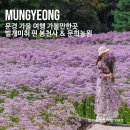 문경의 비밀정원 연휴 | 문경 가을 여행 가볼만한곳 벌개미취 핀 봉천사 &amp; 문희농원 사진명소