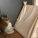 헤이세라믹 | 고양이 '헤이픽' 마그네틱 모던 펫 높이조절 세라믹 식기 사용 후기