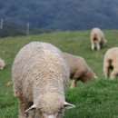 청명목장 이미지