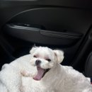 더블리스동물의료센터 이미지