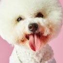 델리퍼피 네이버블로그