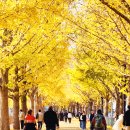 곡교천 은행나무길 이미지