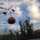 흑돼지 김치찌개 이미지