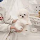 어벤져스켄넬 탑클래스펫 강아지분양 이미지