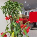 올가드림헤어 이미지