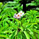 플루메리아 이미지