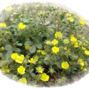 들꽃사랑 이미지