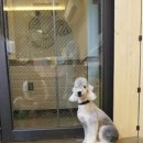 내가 누구개? 이미지