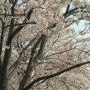 삼락공원 벚꽃~ 이미지