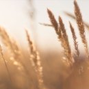 루체(LUCE) 이미지