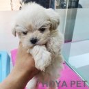 파주운정강아지분양 호야펫 이미지