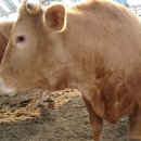 고양한우영농조합법인 이미지