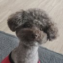 상무동물병원 이미지