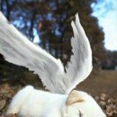 천사강아지 이미지