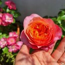 장미수퍼 이미지