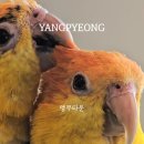 앵무타운