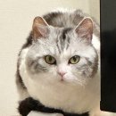 봄봄냥 네이버블로그