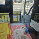 야옹아 멍멍해봐 세종점 이미지