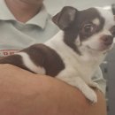 도그프렌즈 이미지