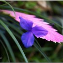 한국의 자원식물. 영원 불멸의 사랑, 틸란드시아 이오난사[Tillandsia ionantha] 이미지