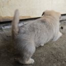 이쁜 댕댕이 이미지