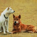 자연청과 이미지