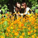 메리골드 이미지