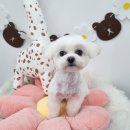 bbodog(뽀독) 이미지