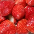 싱싱딸기 이미지
