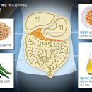 고추 매운 성분 캡사이신, 내장 지방 태우는 불쏘시개 이미지