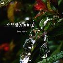 스프링(SPRING)