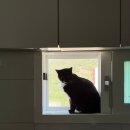 고양이 혈뇨 체크까지 한 번에? 가성비 끝판왕 ‘단단보스’ 벤토나이트 솔직 후기
