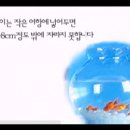 코이 Daum카페