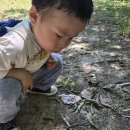 6월 셋째주 생태놀이(백목련열매 꾸미기/ 그늘숲 걷기/초피나무잎 놀이/작은농부님 감자캐기/여름식물아, 잘 자라라/이야기놀이/물놀이) 이미지