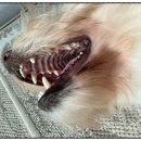 어니얼리 이미지