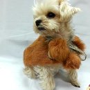 서구애견센타 이미지