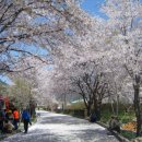 쌍계사 ‘벚꽃’구름터널을 달리며, 육조혜능 ‘정상(頂相)’의 진실 이미지