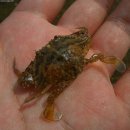 New Zealand paddle crab 꽃게(Portunidae 꽃게科) 이미지