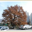 신림동 굴참나무, 호림박물관 옥외 석조유물 - 서울 남부[2] 이미지