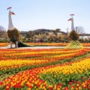 광지파크 | 충청남도 안면도 튤립 축제부터 대천까지 가볼만한곳과 맛집 등 여행계획표..