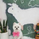 설 grooming 이미지