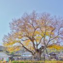 영풍 단촌리 느티나무 이미지