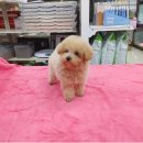 맹구와 땡칠이 이미지