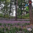 향기원 풍차 이미지