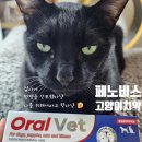 이 편한 우리 아이 구강 관리법 | 고양이입냄새 고민하다 써본 고양이 치약