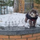 구미산동 애견미용 눈부시개 | 구미 산동 애견 미용 맛집 눈부시개