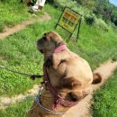 제주에너지주식회사 | 제주 낙타 트레킹 솔직 후기 / 제주 투어 패스, 전기차 충전, 아리랑혼 공연 꿀팁